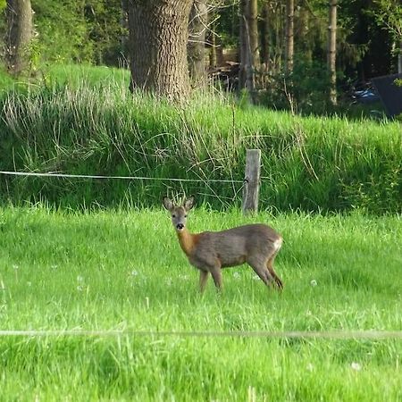 Charmante Ferienwohnung In Idyllischer Lage Jever Eksteriør billede